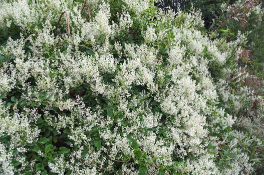 Climbing plant abundance of blooming white flowers