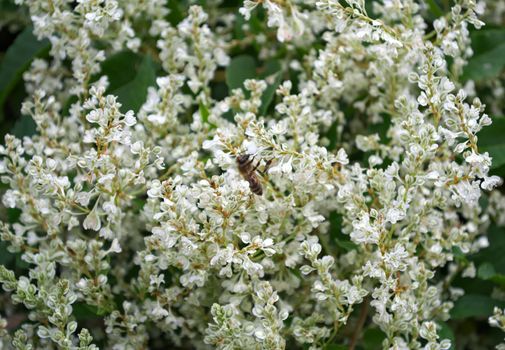 Bee working on climbing plant white flowers