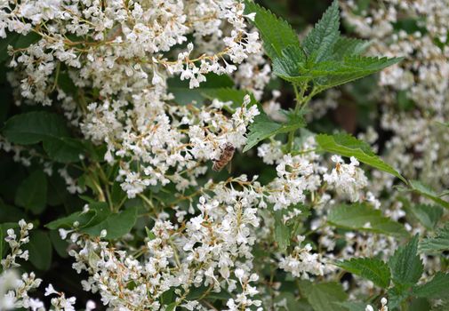 Bee working on climbing plant white flowers