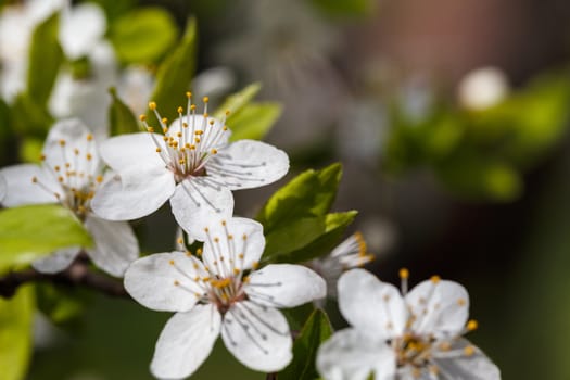 Photo of a beautiful white spring flower.
