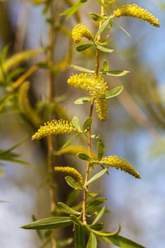 Birch bud blossomed in the spring. Picture taken in the park. 