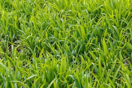 The photos are beautiful, green, bright plants in daylight.