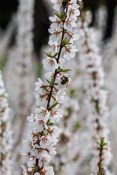 Photo of a beautiful white spring flower.
