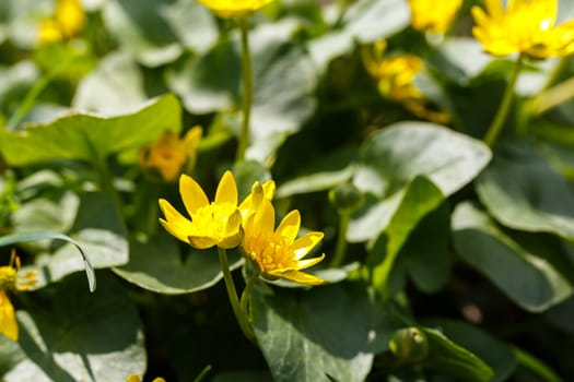 Photo of the beautiful yellow flower.