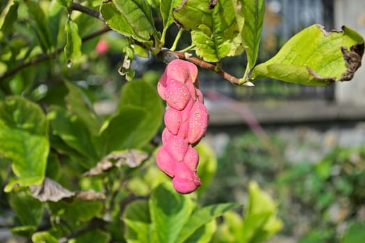 Strange pink berry fruit, close up