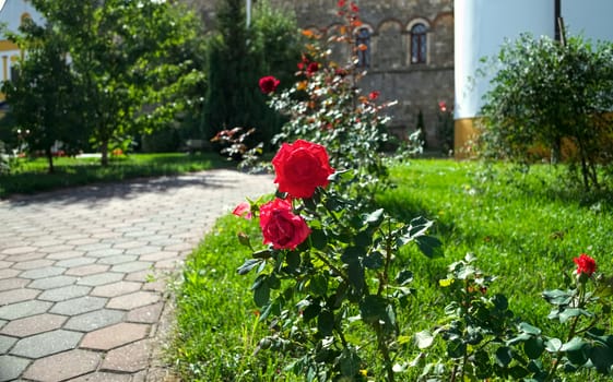 Blooming red roses in monastery garden