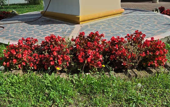 Plants blooming red flowers in monastery garden, serbia