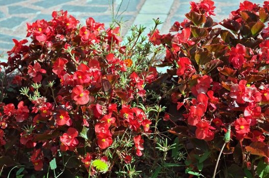 Plants blooming red flowers in monastery garden, closeup