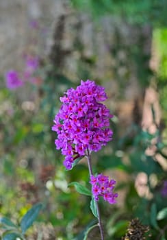 Small plant with bunch of purple flowers, closeup