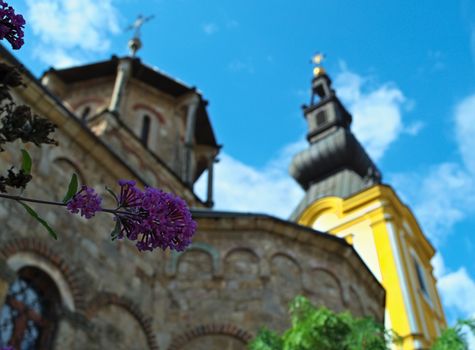 Small plant with bunch of purple flowers and church towers behind it