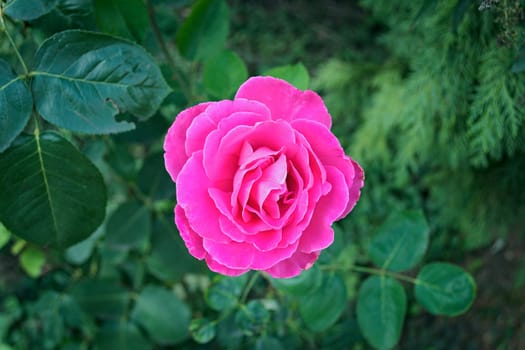 Pink rose in full bloom, closeup