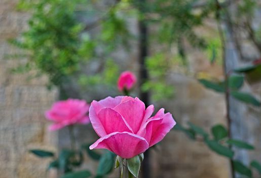 Pink rose in full bloom, closeup