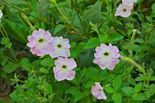 Plants with small purplish blooming flowers in garden