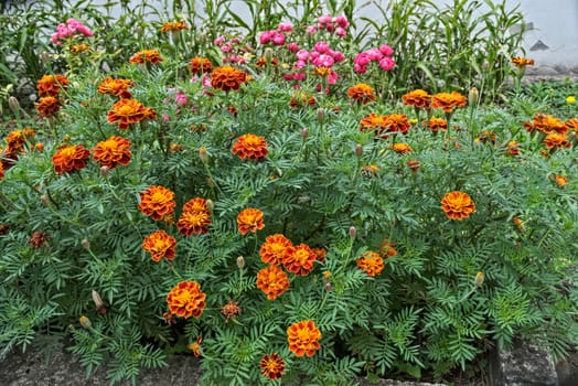 Marigold blooming with orange and yellow flowers in garden