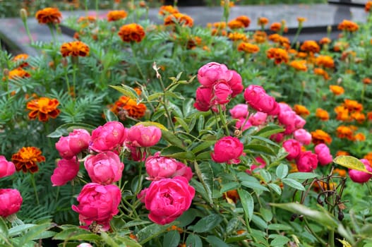 Plant blooming with pink flowers, in front of marigolds, in garden