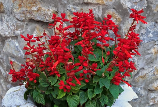 Salvia blooming with red flowers in front of stone wall