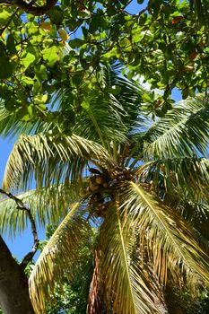Palm tree against blue sky in British Virgin Islands