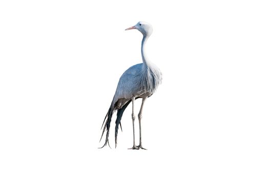 A Blue Crane, Grus paradisea, isolated on white. it is an endangered bird specie endemic to Southern Africa. It is the national bird of South Africa