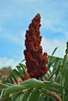 staghorn sumac tree big red flower in garden