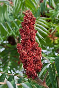 staghorn sumac tree big red flower in garden