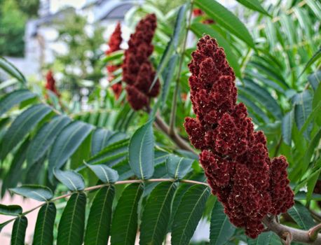 staghorn sumac tree big red flower in garden