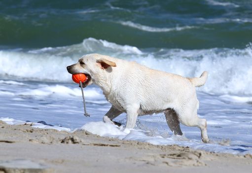 the yellow labradors running to the sea in summer