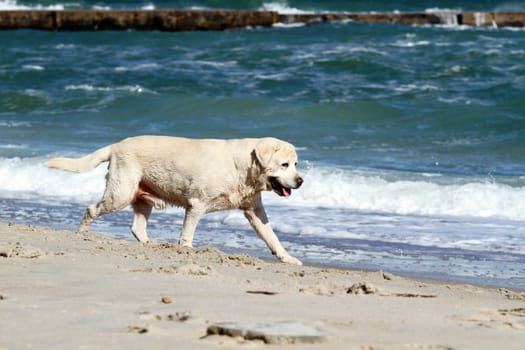 a yellow labradors running to the sea in summer