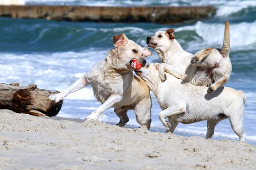 three yellow labradors playing at the sea in summer