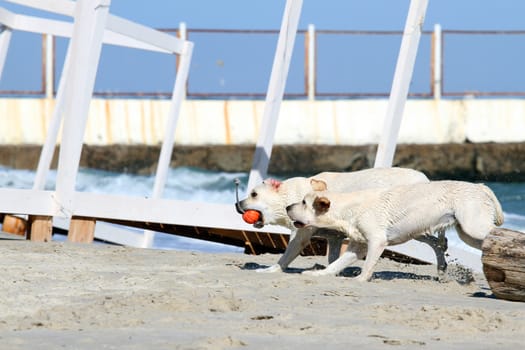 two yellow labradors playing at the sea in summer