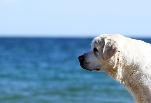 the yellow labrador playing at the sea in summer portrait