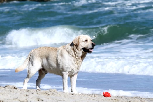 a yellow labrador playing at the sea in summer