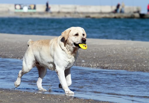 the yellow labrador playing at the sea in summer