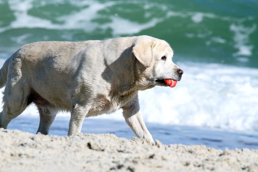 yellow labrador playing at the sea in summer