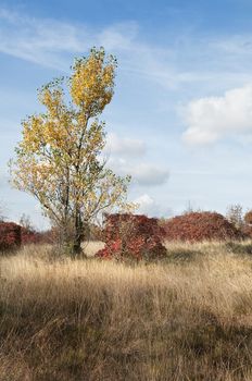 the colors of autumn in the nature of the Carso, Italy