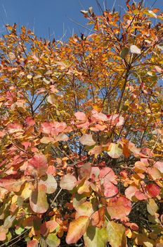 autumn vegetation coloring on the karst, Italy