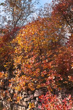 autumn vegetation coloring on the karst, Italy