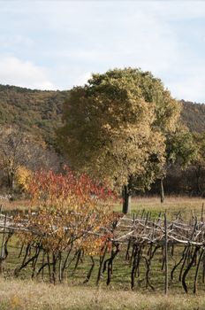 autumn vegetation coloring on the karst, Italy