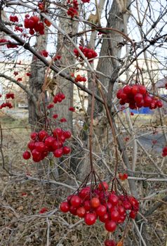 ripe viburnum berries on the Bush in late autumn on blurred nature background