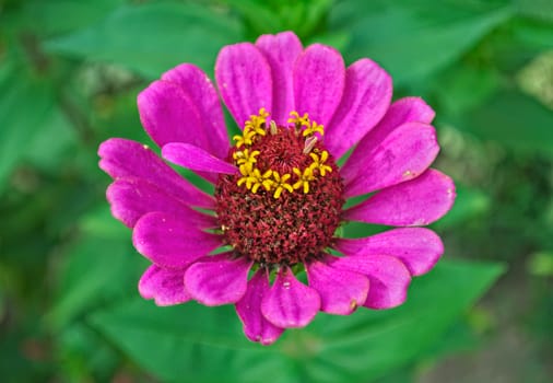 Echinacea colorful blooming big flower, closeup