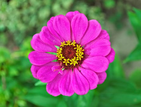 Echinacea colorful blooming big flower, closeup