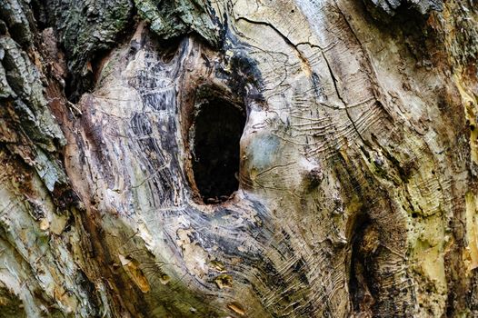 hollow hole in a old dry weatherred tree without bark