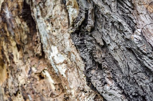 Natural tree bark texture background, selective focus
