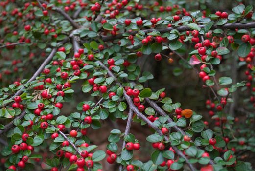 Abundance of small red berries on a bush, autumn time