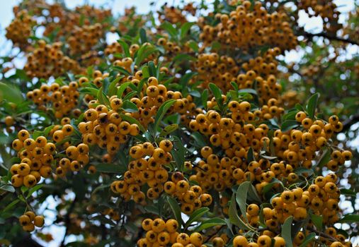 Abundance of small yellow berries on a bush, autumn time