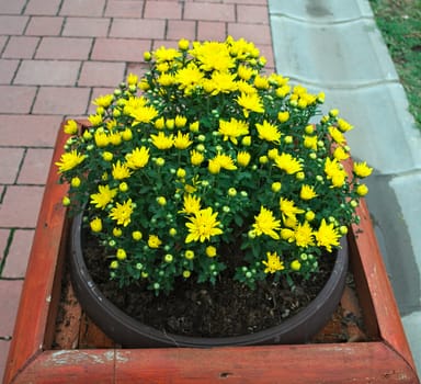 Plant blooming with yellow flowers in pot on street