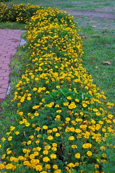 Row of plants blooming with yellow flowers in garden