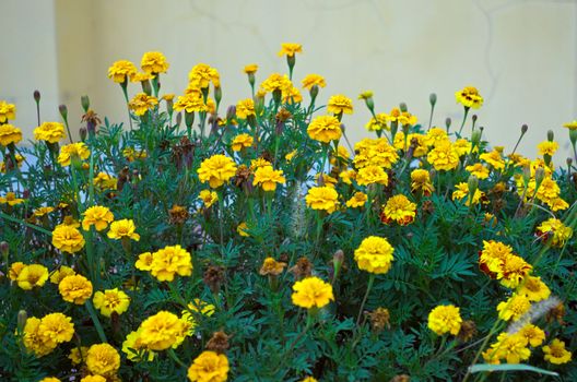 Abundance of plants with yellow blooming flowers