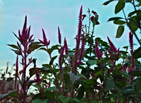 Abundance of plants with purple flowers in big pot, outdoor