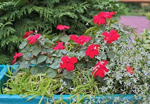 Plants blooming with red flowers in pot, outdoor