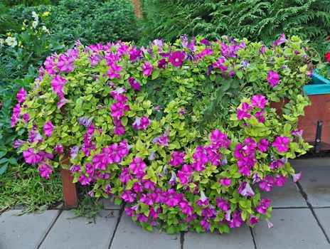 Abundance of plants with purple flowers in big pot, outdoor